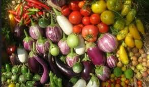Solanaceous Crops