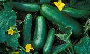 Cucurbits