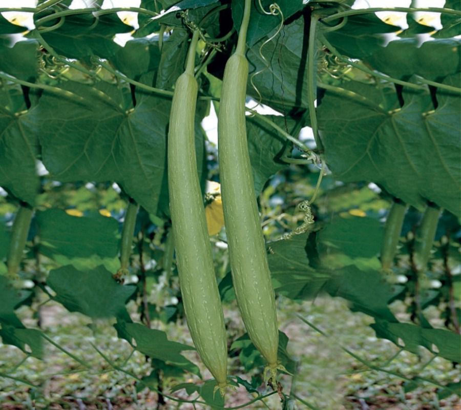 White Sponge Gourd