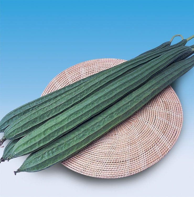 Ridge Gourd