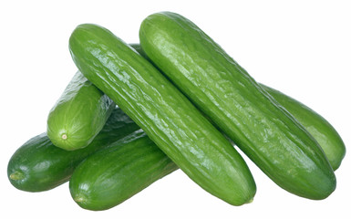 Cucumber