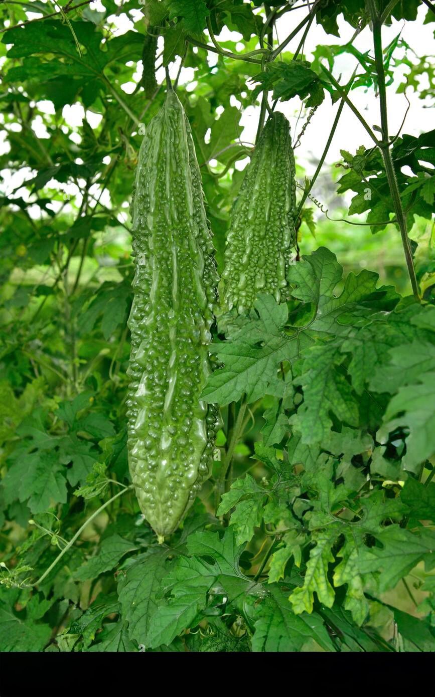 Long Bitter Gourd