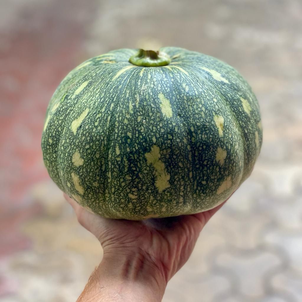 Pumpkin