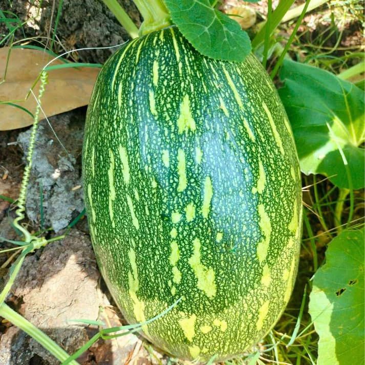 Drum Shaped Pumpkin