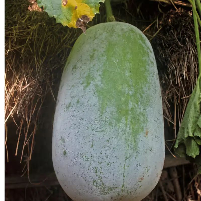 Ash Gourd Pumpkin