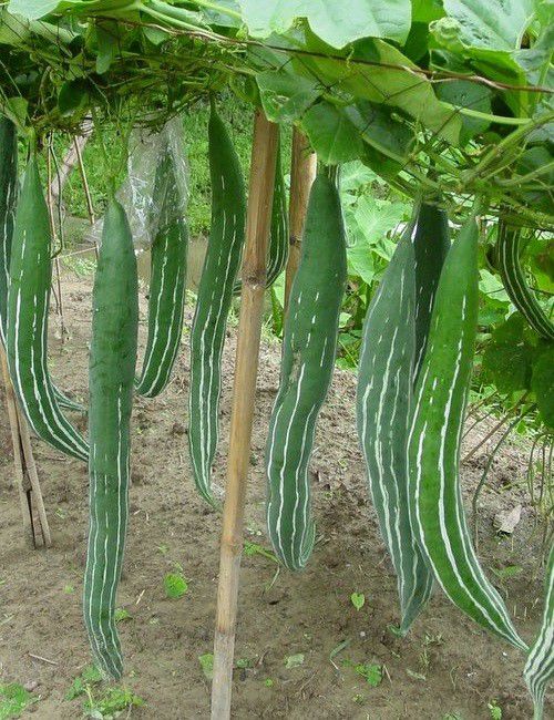 Snake Gourd