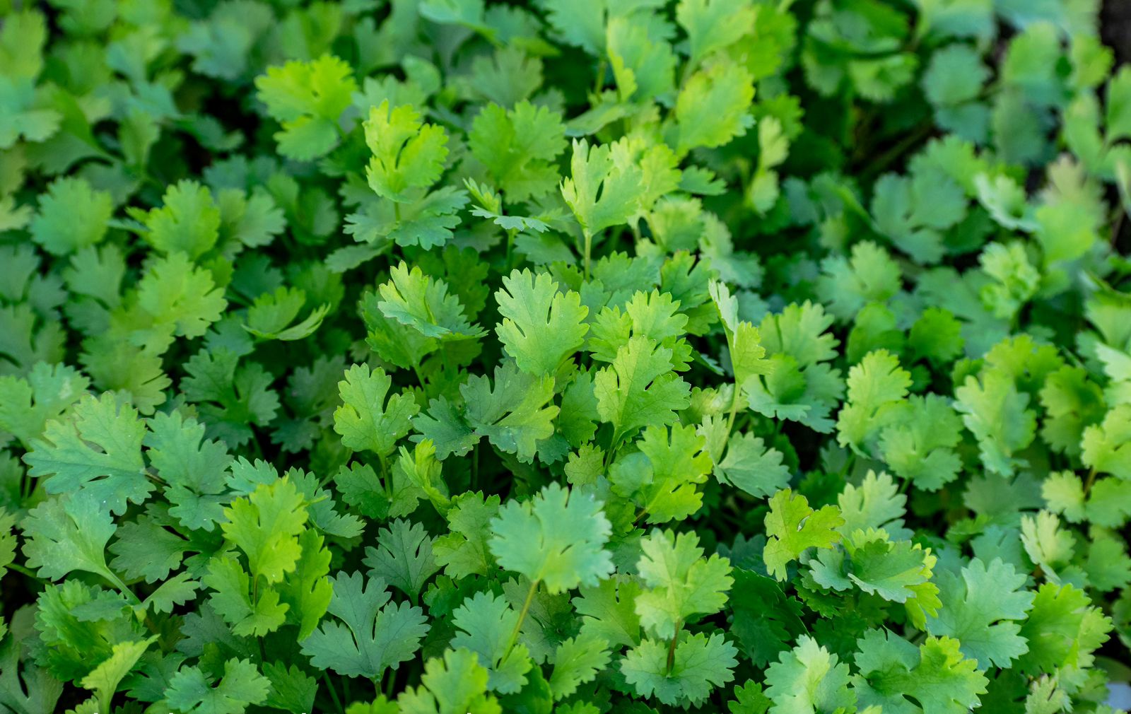 Coriander