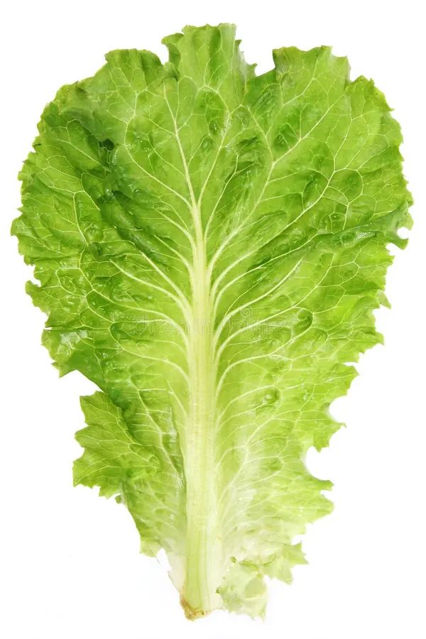Lettuce