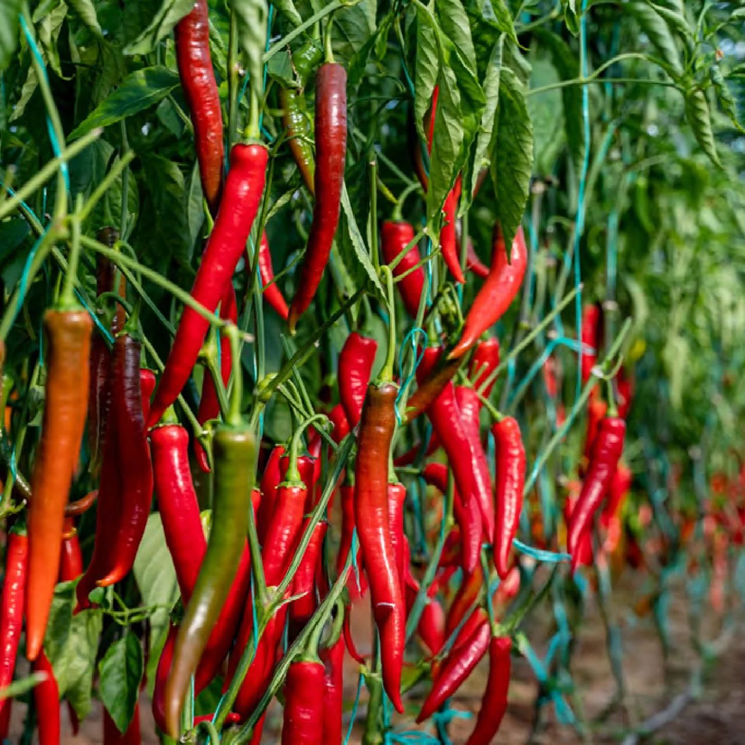 Chilli