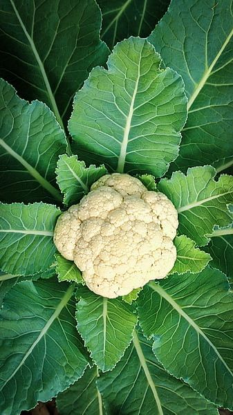 Cauliflower