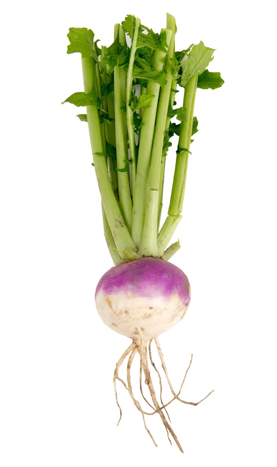 Turnip