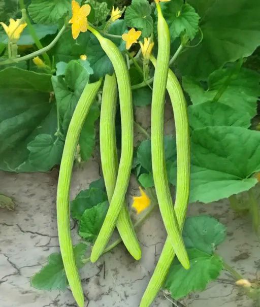 Snake Cucumber