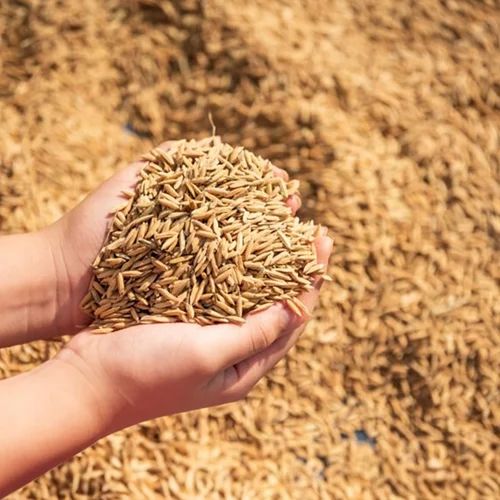 Paddy (Rice)