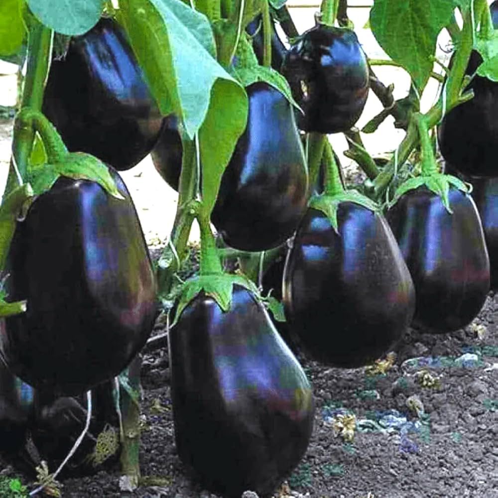Brinjal