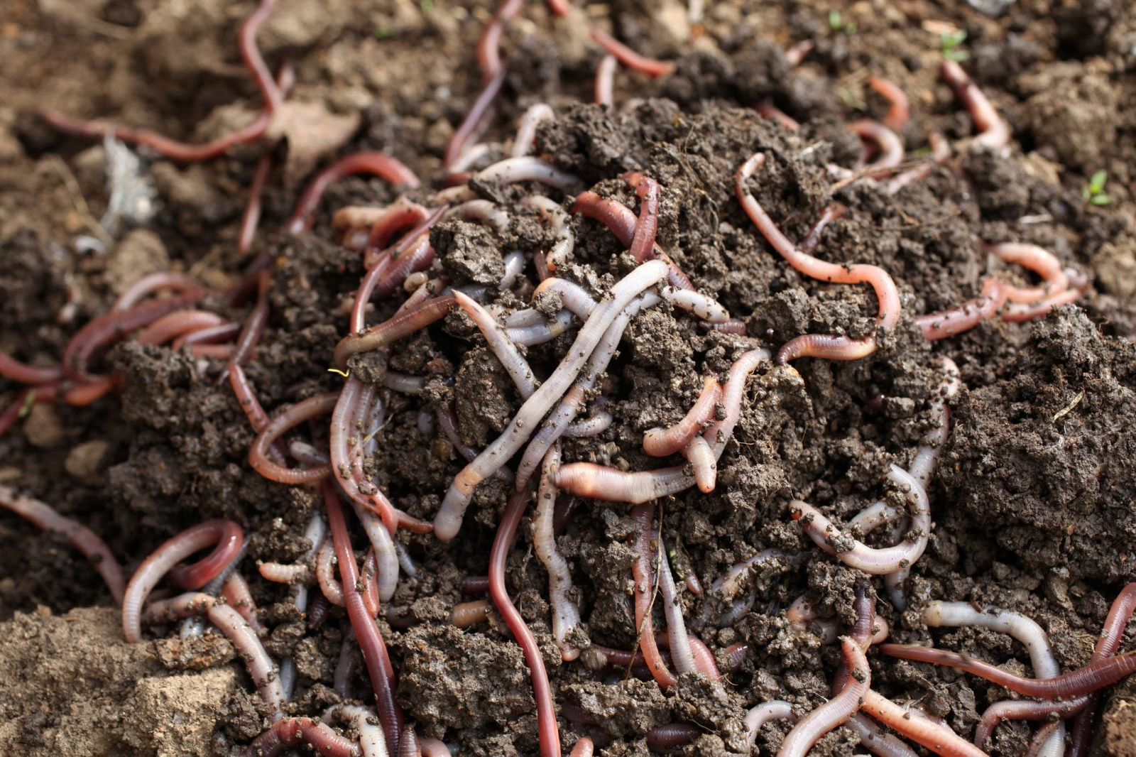 Vermi Compost