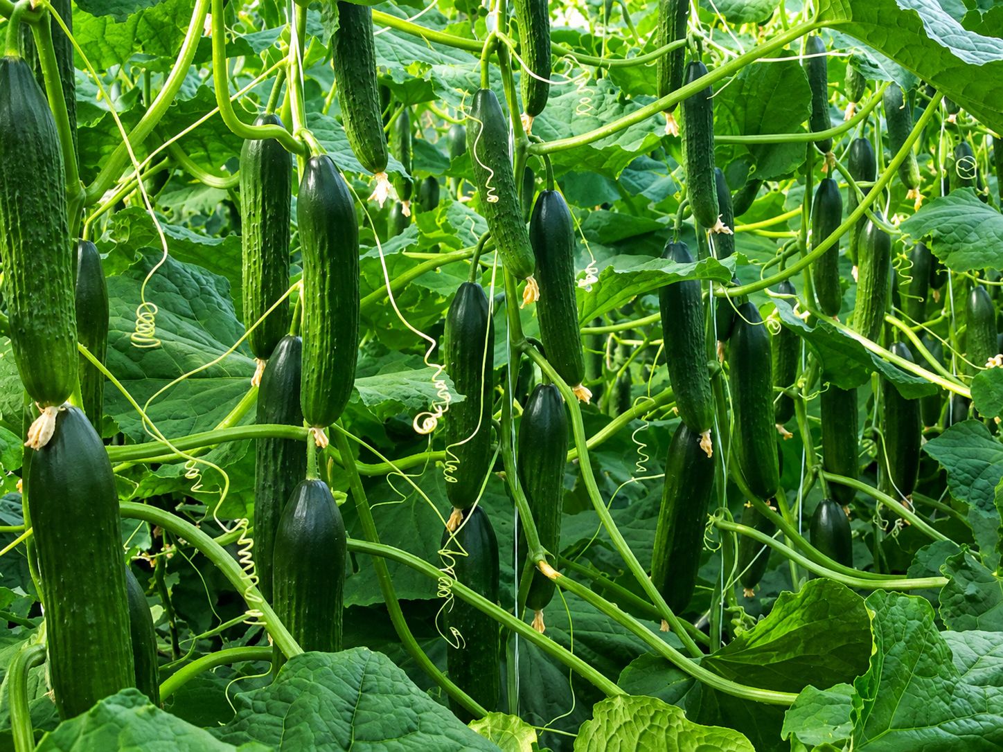 Cucumber