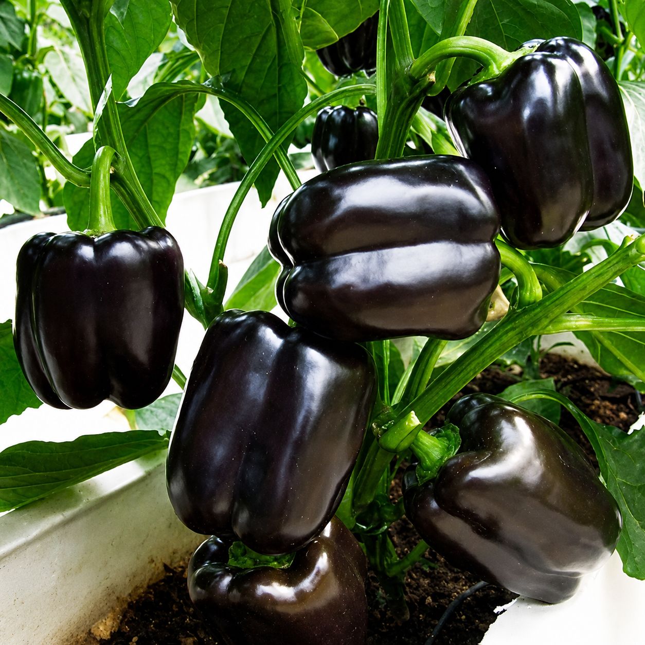 Black capsicum