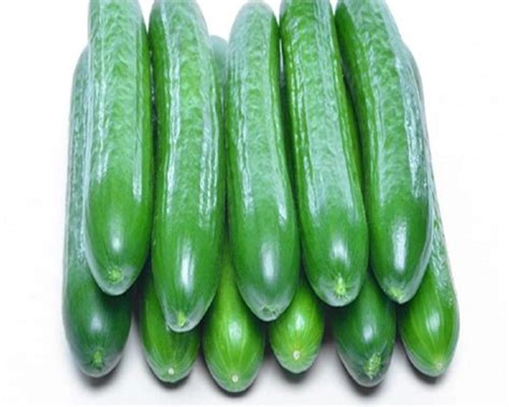 Chinese Cucumber