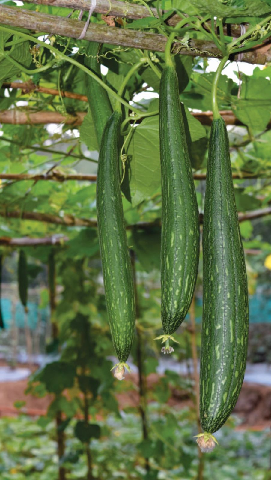 Black Sponge Gourd