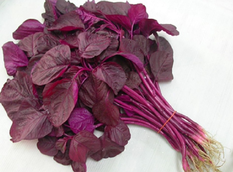 Amaranthus